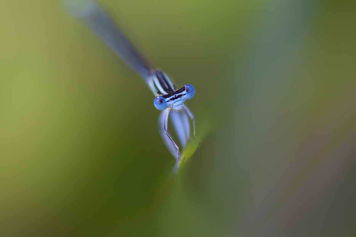 Platycnemis pennipes